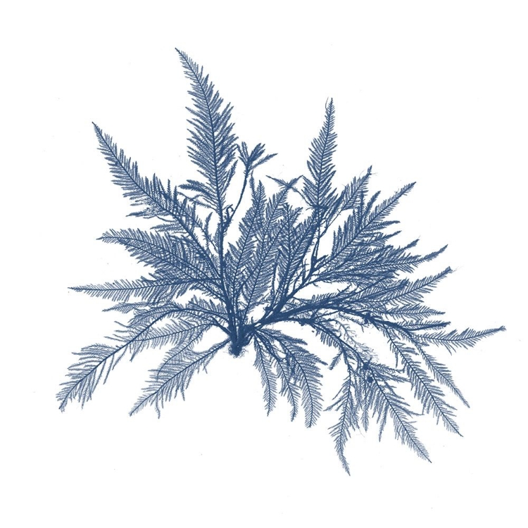 Picture of NAVY SEAWEED V