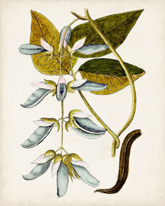 Picture of ANTIQUE BOTANICAL STUDY V