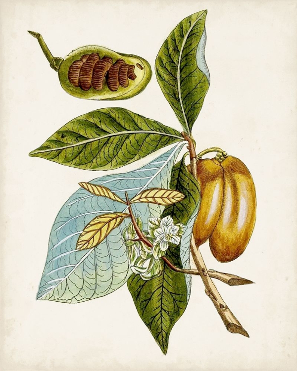 Picture of ANTIQUE BOTANICAL STUDY VI