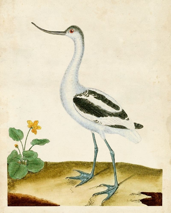 Picture of HERON PORTRAIT VIII