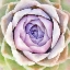 Picture of SUCCULENTE IV