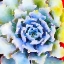 Picture of SUCCULENTE VII