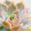 Picture of SUCCULENTE XI