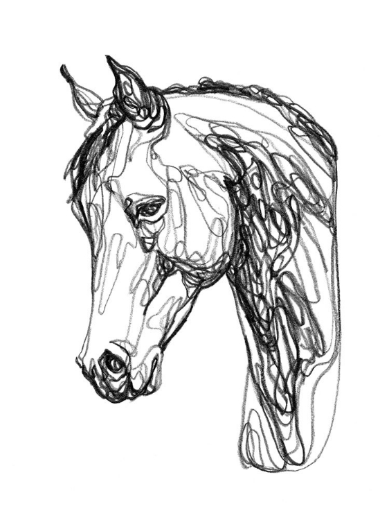 Picture of EQUINE CONTOUR II