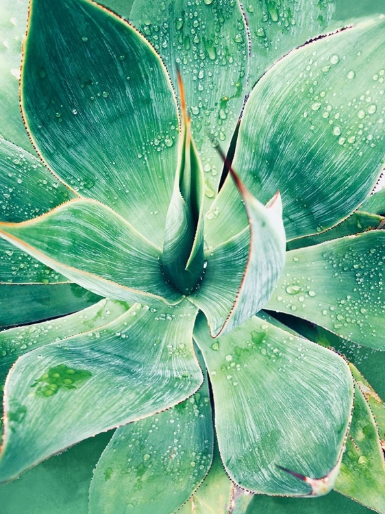 Picture of GREEN TROPICAL SUCCULENT I