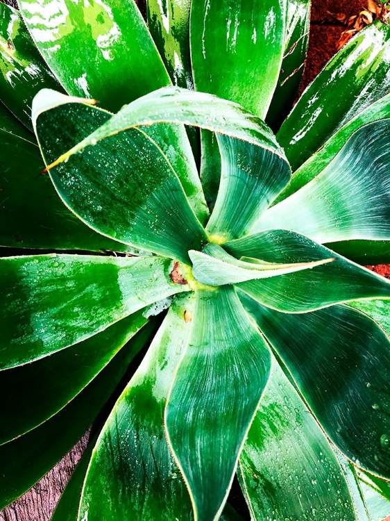 Picture of GREEN TROPICAL SUCCULENT II