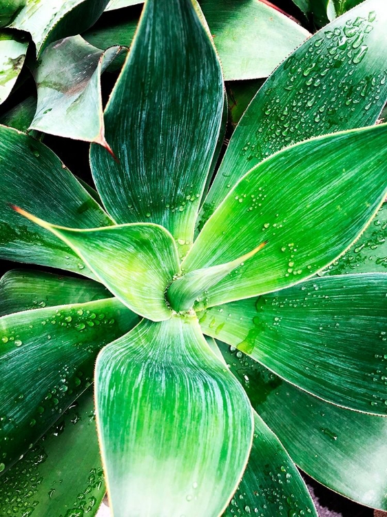 Picture of GREEN TROPICAL SUCCULENT IV