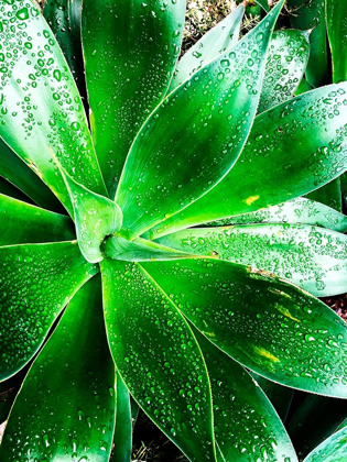 Picture of GREEN TROPICAL SUCCULENT V