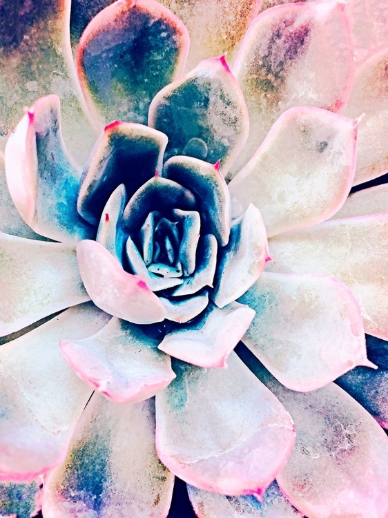 Picture of PASTEL SUCCULENT BEAUTY II