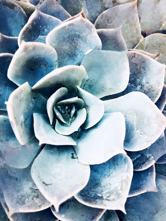 Picture of PASTEL SUCCULENT BEAUTY III