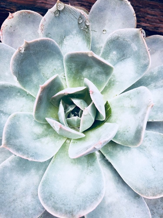 Picture of PASTEL SUCCULENT BEAUTY IV