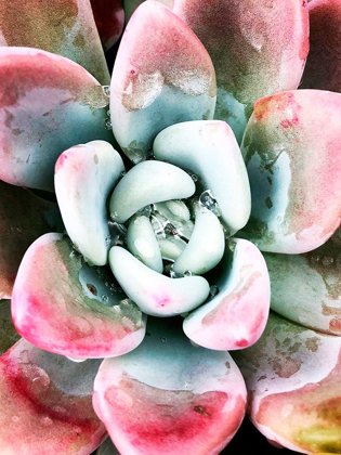 Picture of PASTEL SUCCULENT BEAUTY V