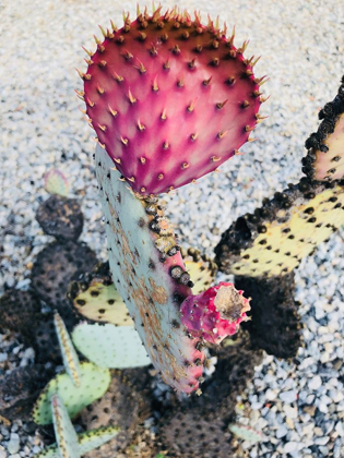 Picture of PINK YELLOW CACTUS I