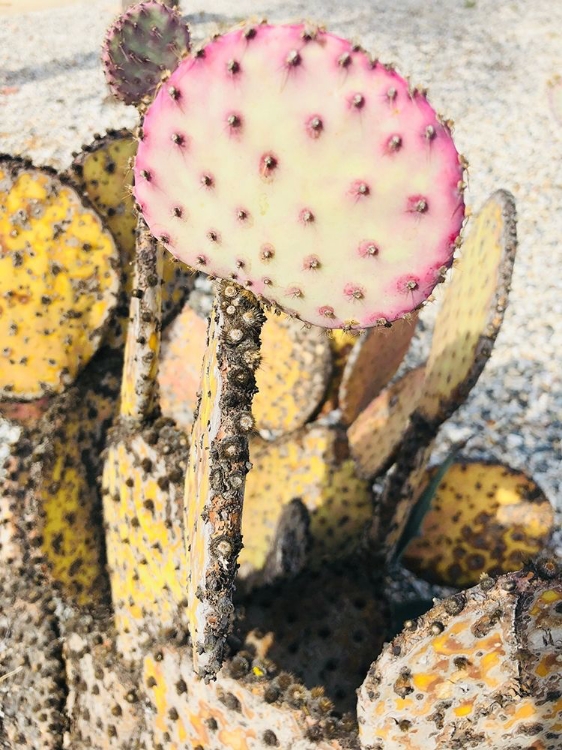 Picture of PINK YELLOW CACTUS II