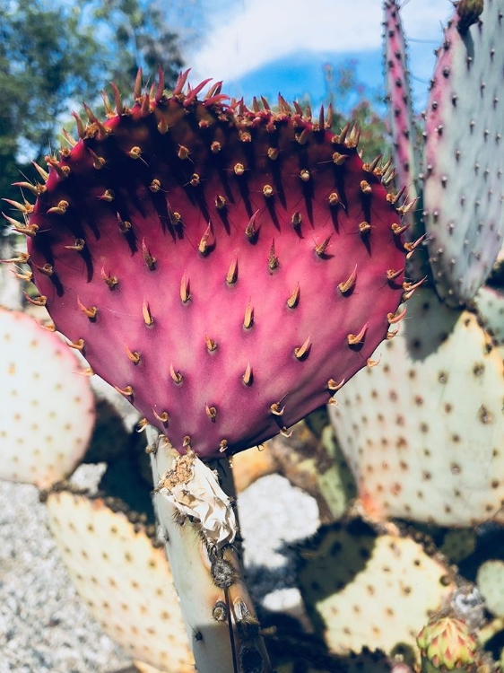 Picture of PINK YELLOW CACTUS III