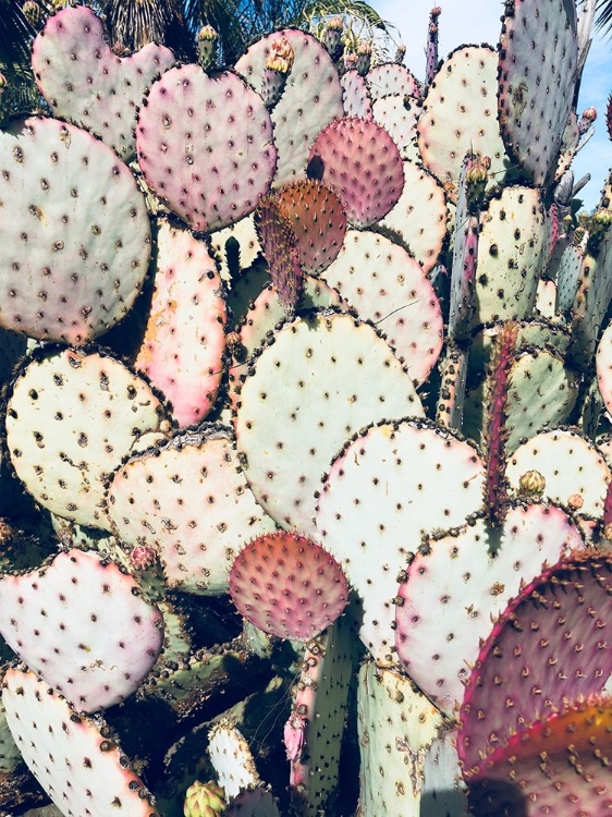 Picture of PINK YELLOW CACTUS IV