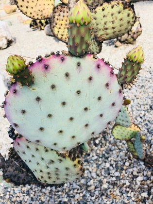 Picture of PINK GREEN CACTUS I