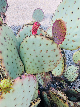 Picture of PINK GREEN CACTUS II