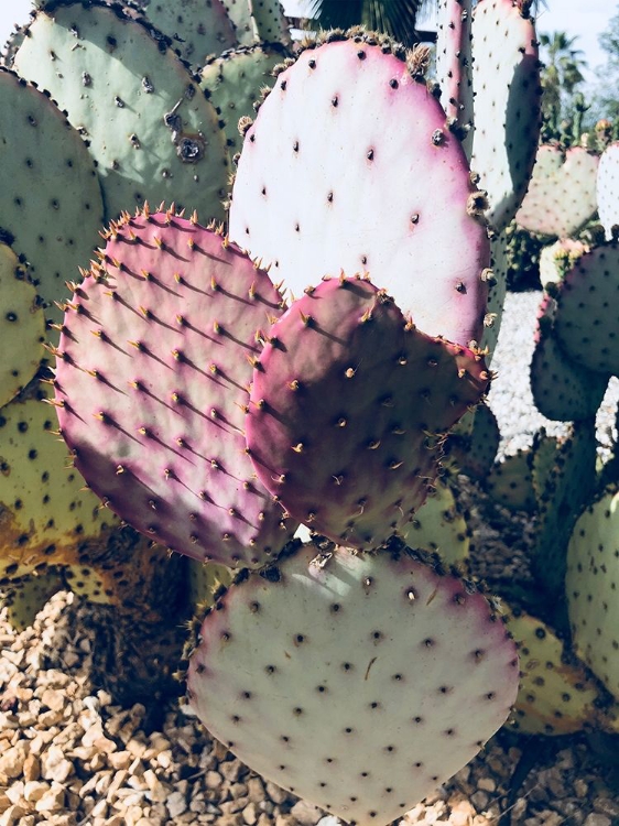 Picture of PINK GREEN CACTUS III