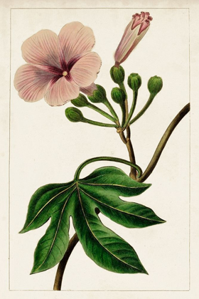 Picture of MAUVE BOTANICALS I