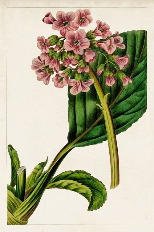 Picture of MAUVE BOTANICALS II