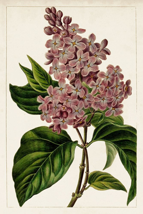 Picture of MAUVE BOTANICALS IV