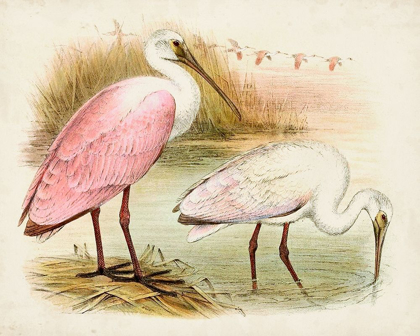 Picture of ROSEATE SPOONBILLS I