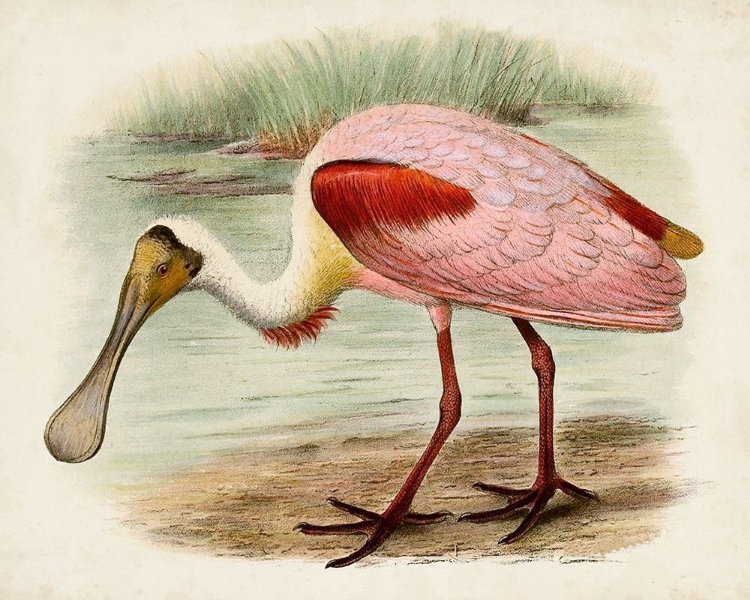 Picture of ROSEATE SPOONBILLS II