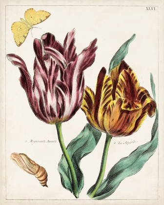 Picture of TULIP CLASSICS II