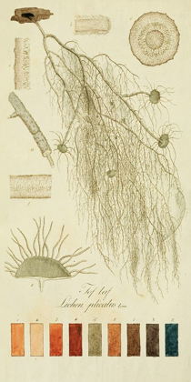 Picture of SPECIES OF LICHEN II