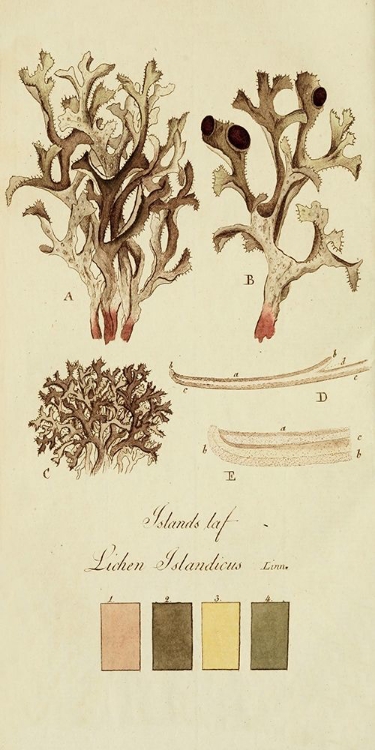 Picture of SPECIES OF LICHEN V