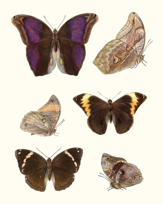 Picture of VIOLET BUTTERFLIES II