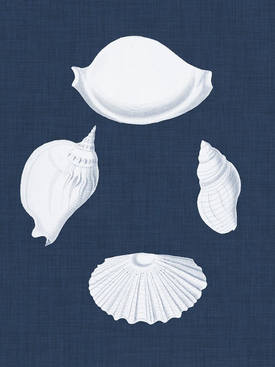 Picture of COQUILLAGES BLANCS I