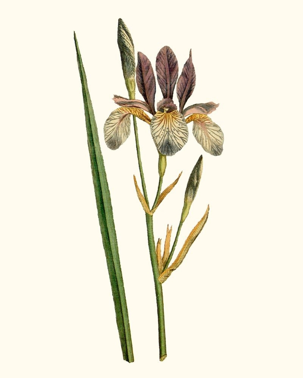 Picture of ANTIQUE IRIS I