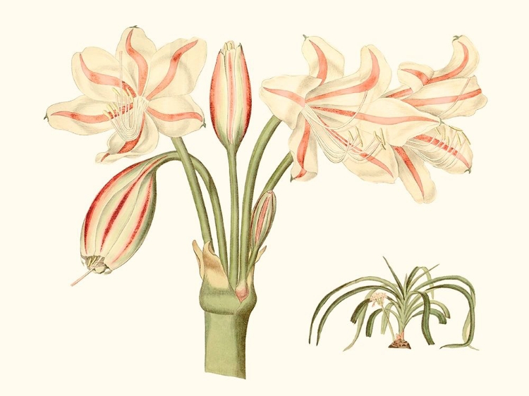 Picture of ANTIQUE AMARYLLIS V