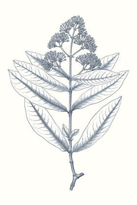 Picture of INDIGO BOTANY STUDY I