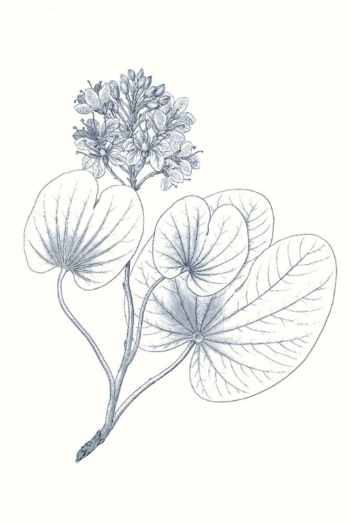 Picture of INDIGO BOTANY STUDY IV