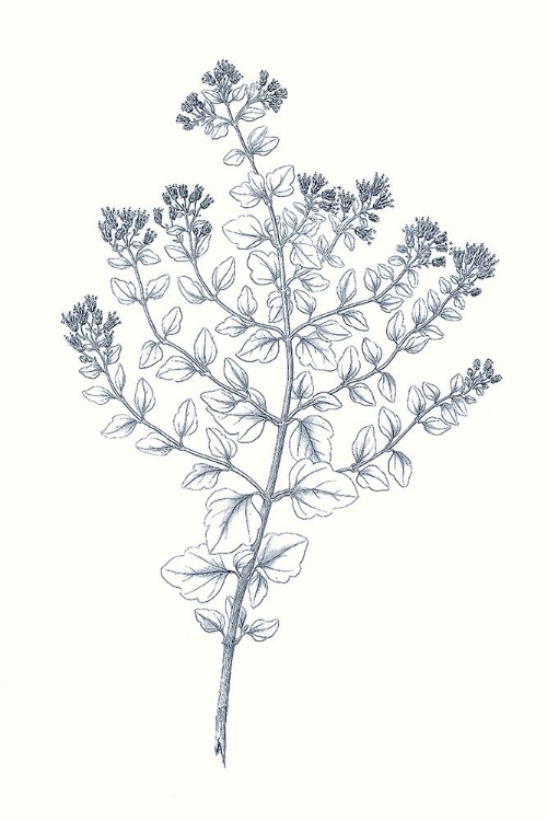 Picture of INDIGO BOTANY STUDY VI