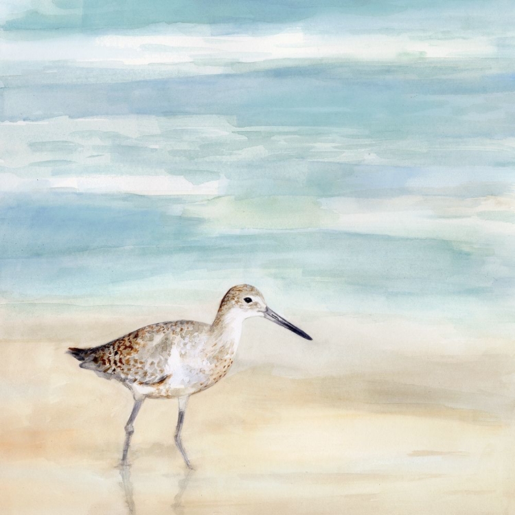 Picture of SPECKLED WILLET I