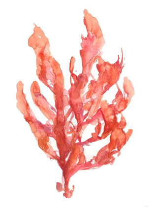 Picture of CORAL KELP I