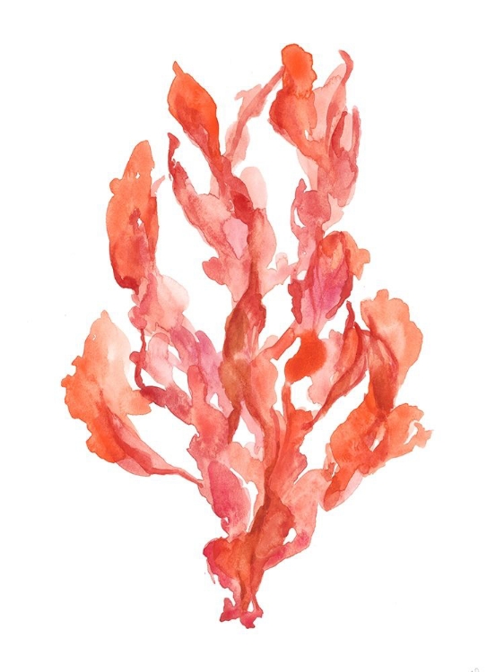 Picture of CORAL KELP II