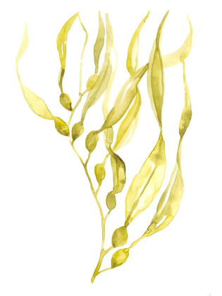 Picture of OLIVE SEA KELP I