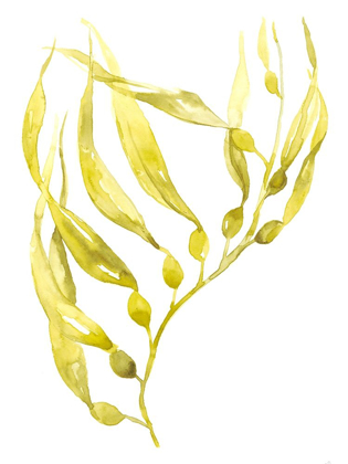 Picture of OLIVE SEA KELP II