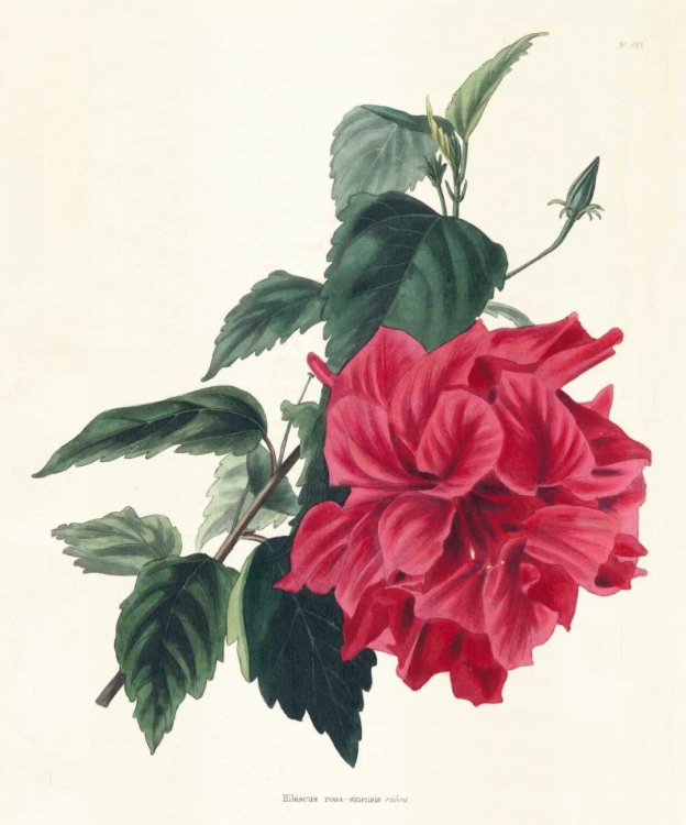 Picture of ROSE HIBISCUS I