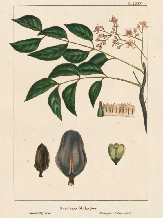 Picture of MAHOGANY TREE