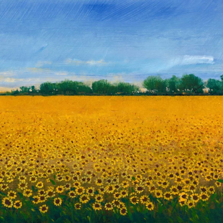 Picture of FIELD OF SUNFLOWERS II