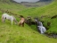 Picture of ICELANDIC HORSES I