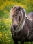 Picture of ICELANDIC HORSES V