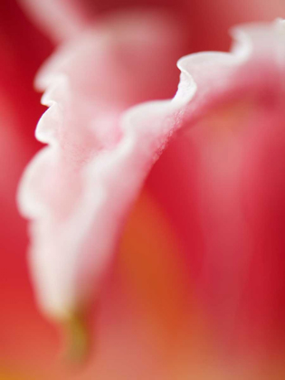 Picture of MACRO TULIP I