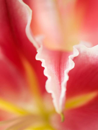 Picture of MACRO TULIP II